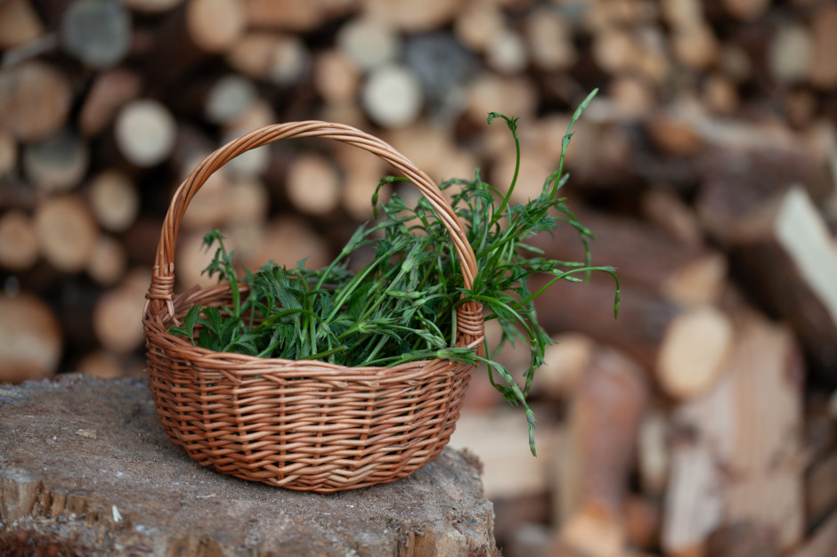 W Polsce chwast, u Niemców rarytas. Najdroższa roślina na świecie