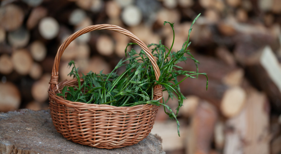 W Polsce chwast, u Niemców rarytas. Najdroższa roślina na świecie