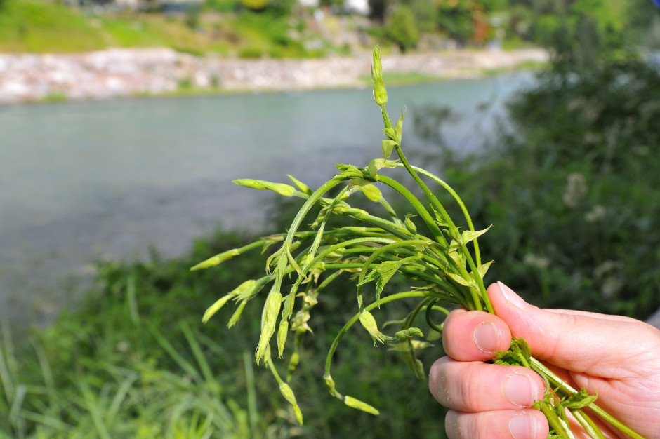 1000 euro za kilogram. W Polsce chwast, a u Niemców rarytas