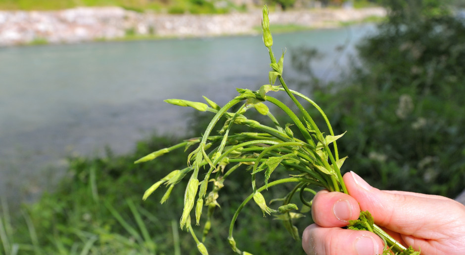 1000 euro za kilogram. W Polsce chwast, a u Niemców rarytas