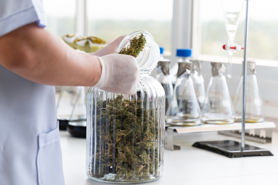 "Zielone kliniki" w Polsce do likwidacji. Chcą zmian przepisów ws. marihuany