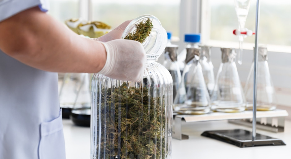 "Zielone kliniki" w Polsce do likwidacji. Chcą zmian przepisów ws. marihuany