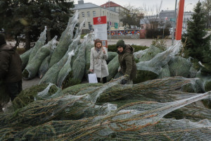 700 choinek dla krwiodawców od Lasów Państwowych
