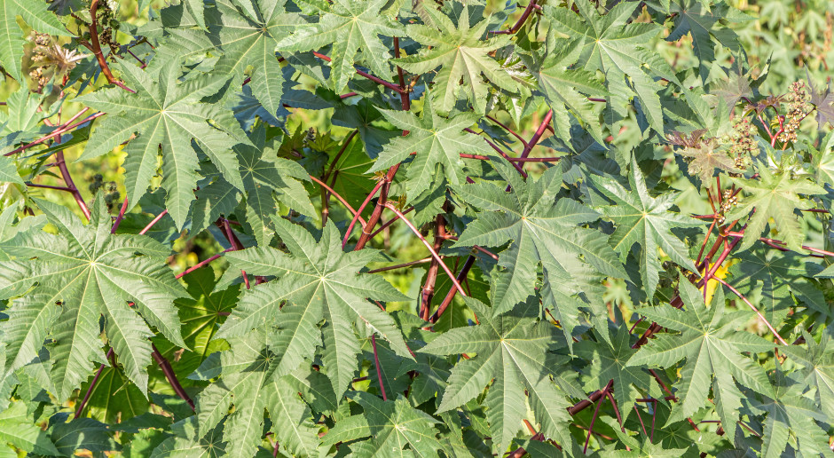 Nie istnieje antidotum. Rośnie w Polsce - 6000 razy mocniejsza od cyjanku