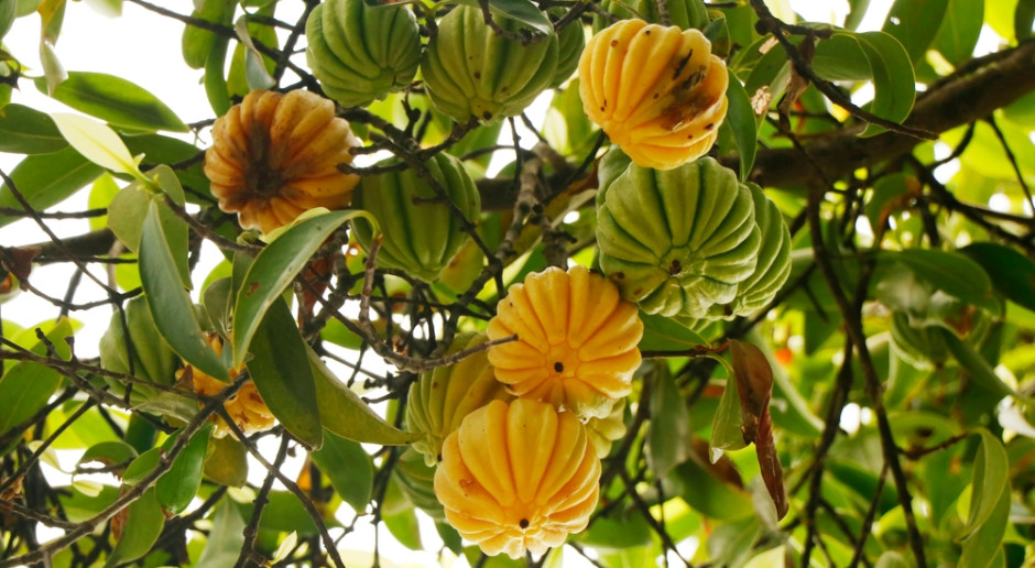 Wyniszcza trzustkę, dewastuje serce. Zakazana we Francji, ale nie w Polsce