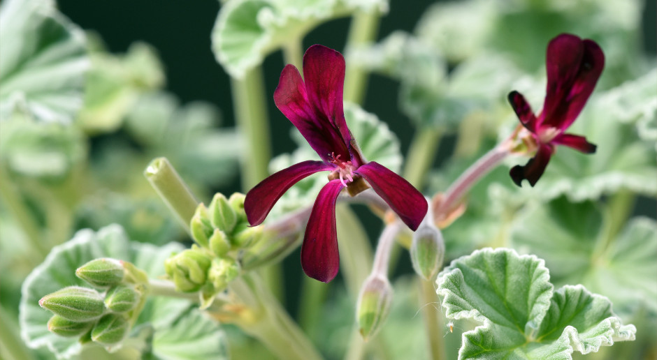 Wystarczyły 4 dni, by pacjenci poczuli efekt. Siła potwierdzona badaniami