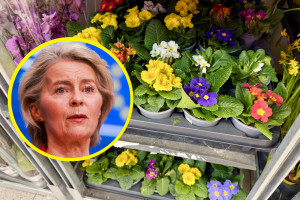 Ogrodnicy biją na alarm. Nadciąga pogrom kwiatów w doniczkach