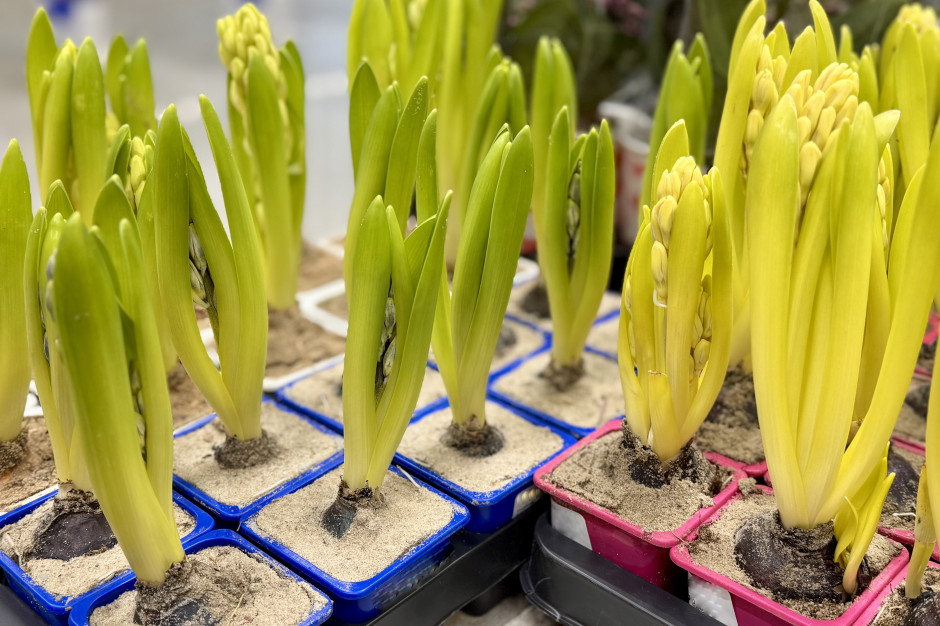 Takich roślin niedługo już nie kupisz. Unia szykuje ostry zakaz