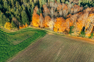 Kontrowersyjny pestycyd w lasach. Skażone dwie trzecie gruntów