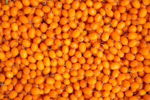 Potężna ochrona wątroby i nerek. Niedoceniony polski skarb