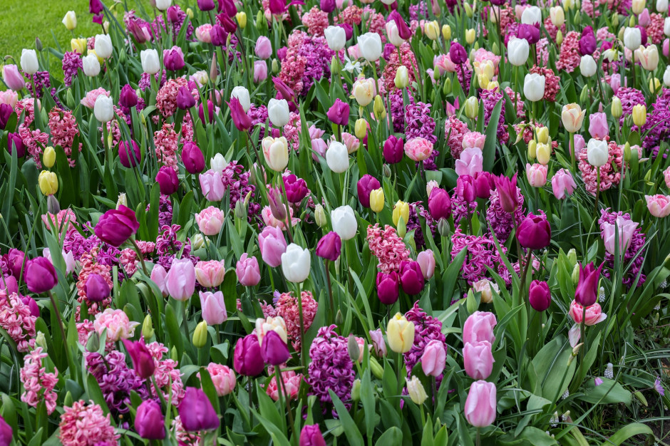 Niedługo zakwitną w całej Polsce. Trujące kwiaty, na które musisz uważać