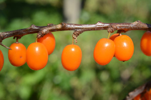 Polskie "złoto" wraca do łask. Potężne wsparcie wątroby i nerek