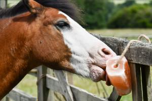 Nowa moda z TikToka: jedzą lizawki z witaminą C dla koni. "Bo końska dawka jest lepsza niż ludzka"
