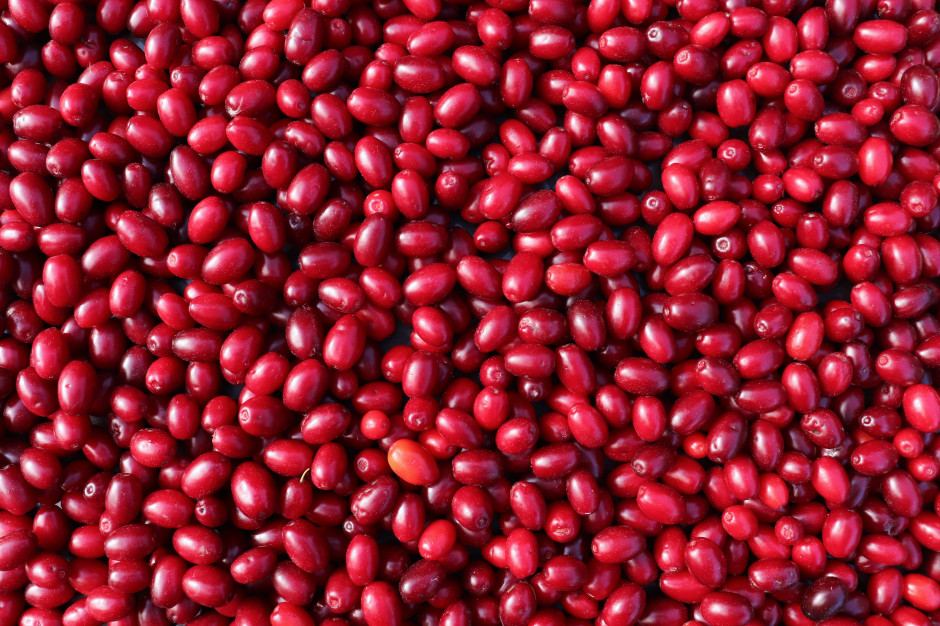 4 200 zł za kilogram. "Polska oliwka" pełna witaminy C podbija Europę