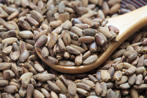 Petarda dla wątroby. Może cofnąć stłuszczenie, wspomaga detoksykację