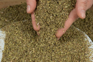 Wszyscy sypią bez opamiętania, a badania wskazały jasno. Koktajl 10 pestycydów