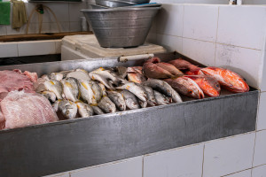 Wśród ryb nie ma sobie równych. Pozbawiona rtęci i toksyn