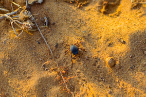 Już dotarły do Polski. Lekarze ostrzegają: niebezpieczne giganty