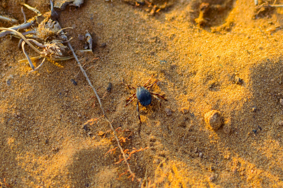 Już dotarły do Polski. Lekarze ostrzegają: niebezpieczne giganty