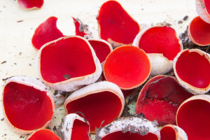 Polacy omijają z daleka. To błąd - ma nietuzinkowy smak