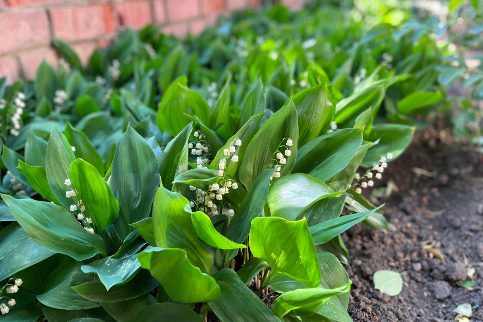 Przyciągają kleszcze jak magnes. Tu czają się ich całe stada