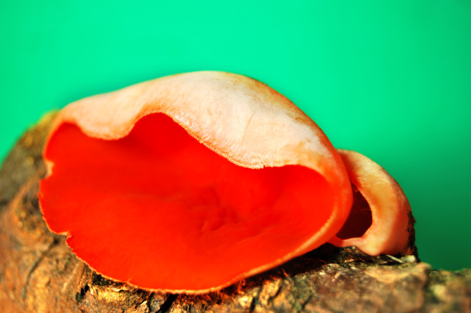 Sieje postrach wśród Polaków. To błąd - smakuje jak rzodkiewka