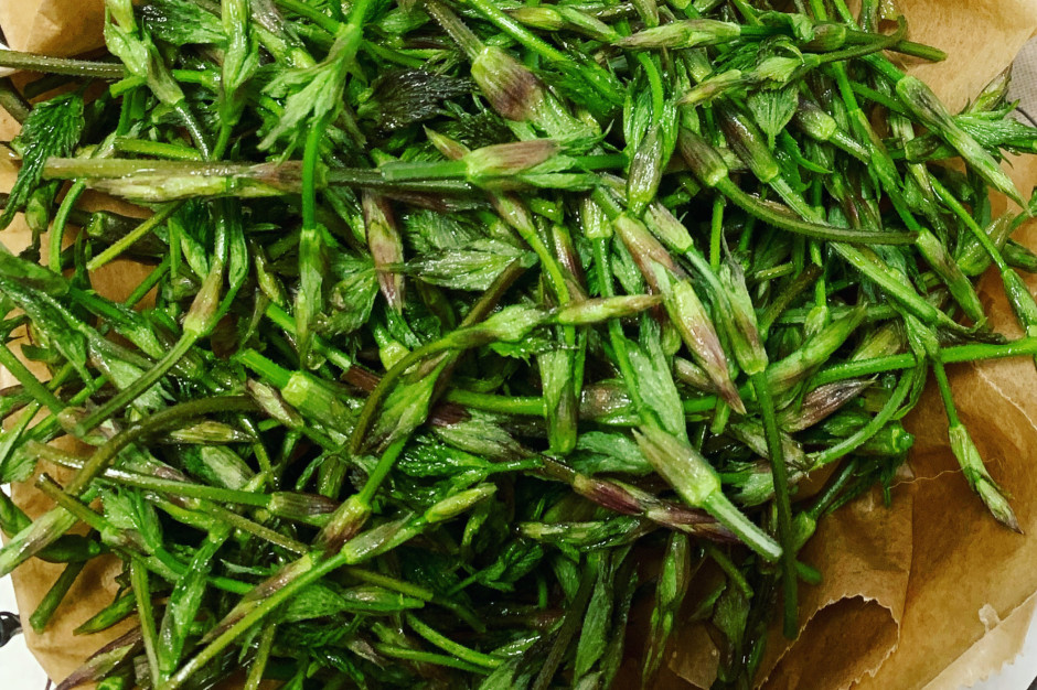 1000 euro za kilogram. Dla Niemców to rarytas, w Polsce wciąż niedoceniane