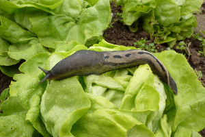 Ślimaki natychmiast wyniosą się z ogrodu. Bezpiecznie i skutecznie