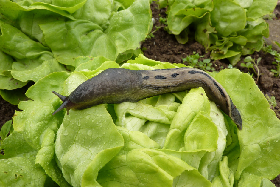 Ślimaki natychmiast wyniosą się z ogrodu. Bezpiecznie i skutecznie