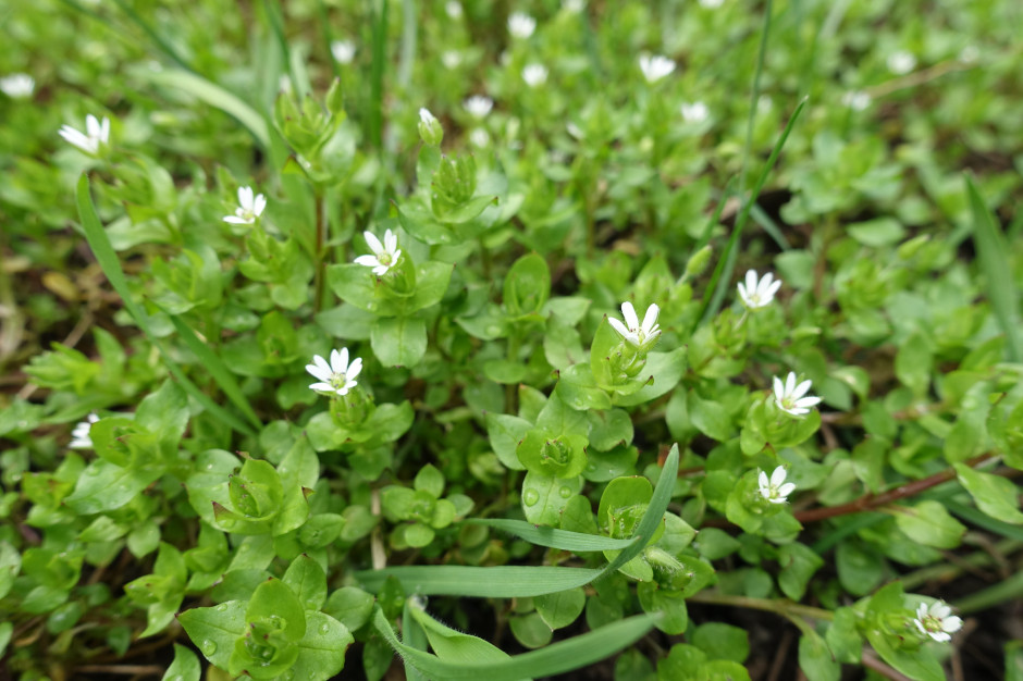 Zamiast łykać witaminy, zerwij ten chwast. Rośnie na każdym trawniku