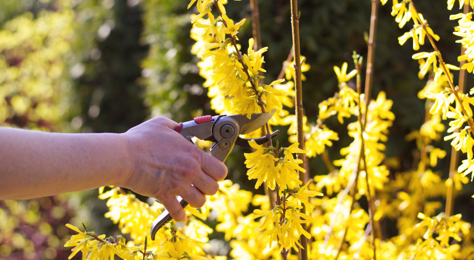 Naturalny rutinoscorbin. Zamiast łykać suplementy, jedz forsycję