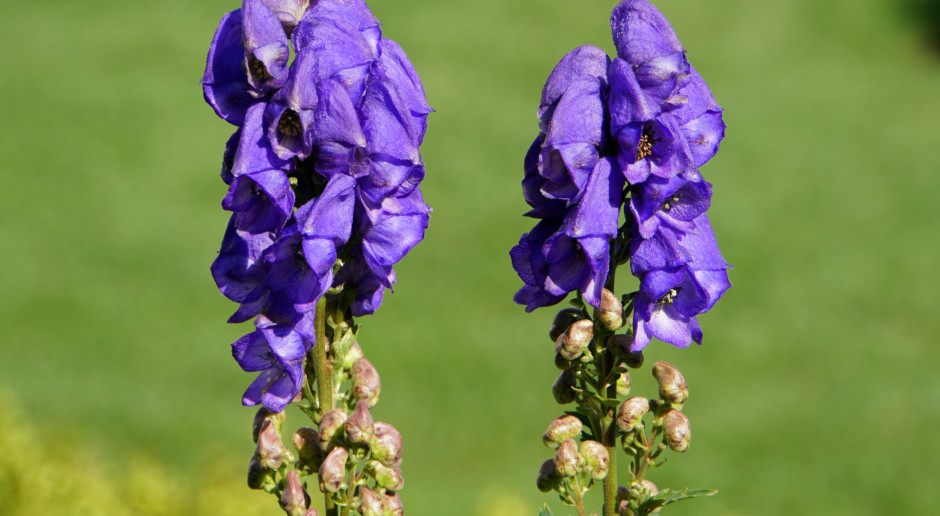 Za chwilę zakwitnie. Śmierć po dotknięciu, nie wolno choćby wąchać