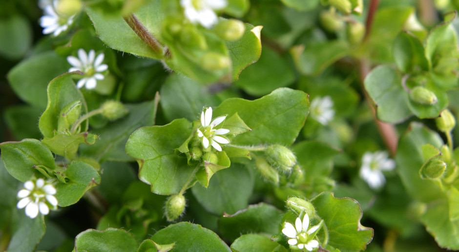 Naturalna multiwitamina. Polacy depczą, bo nie wiedzą, iż to skarb