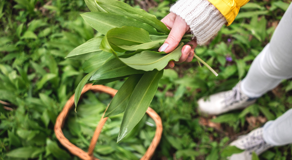 Naturalny antybiotyk z lasu. Właśnie zaczął się sezon: zajadaj i rób zapasy