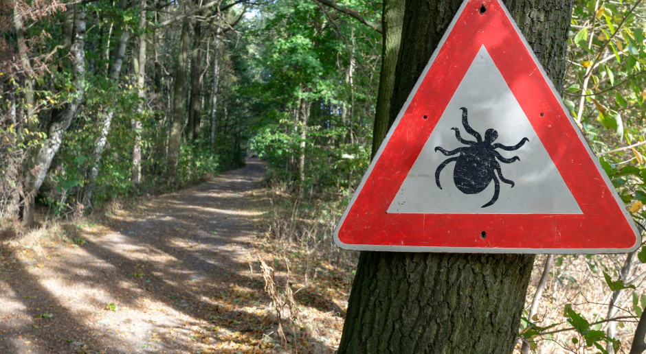 Te kleszcze potrafią "gonić" człowieka. Groźne odkrycie: są już w Polsce