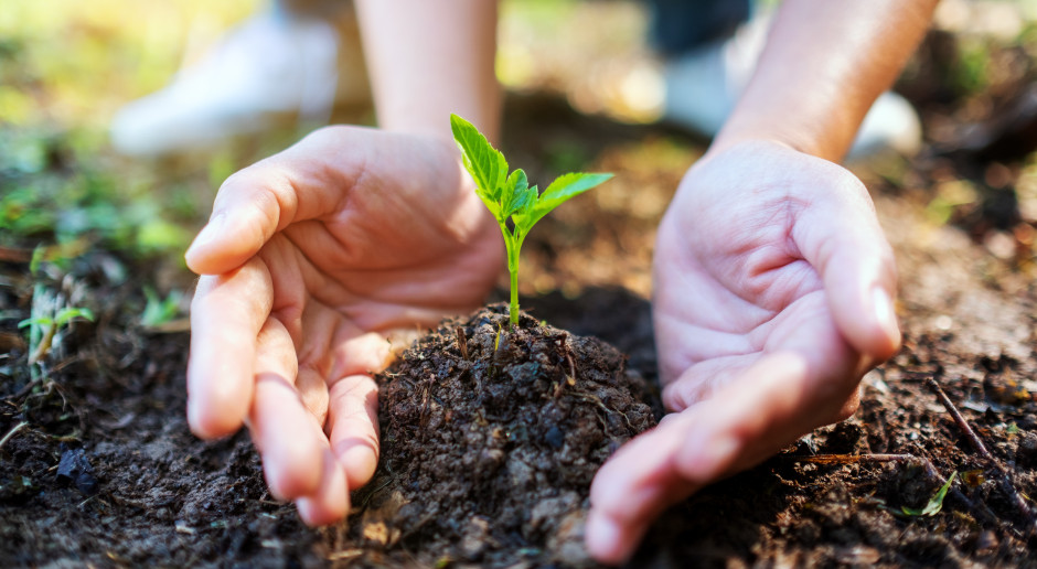 Uważaj, co sadzisz w ogrodzie. Piękna roślina, za którą słono zapłacisz