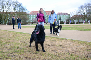 Diabdogi ostrzegają przed hipoglikemią. Psy potrafią wyprzedzić glukometr