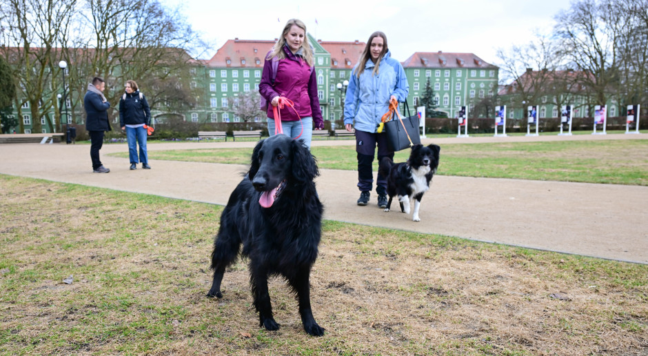 Diabdogi ostrzegają przed hipoglikemią. Psy potrafią wyprzedzić glukometr