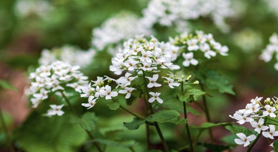 Lepszy niż czosnek niedźwiedzi, a traktowany jak chwast. Obniża ciśnienie