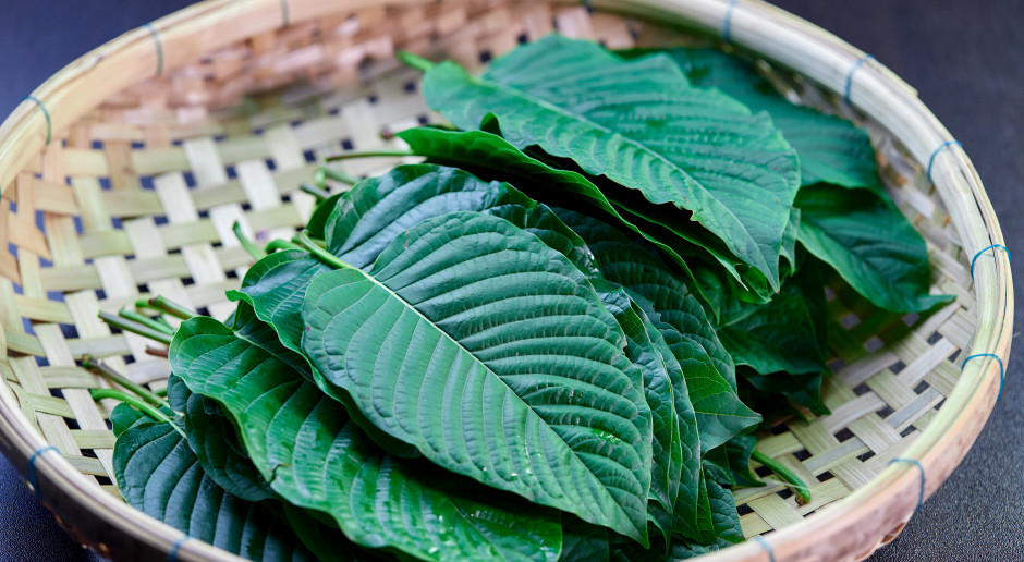 3434 zatrucia, 233 zgony w rok. Niebezpieczne ziele także w Polsce