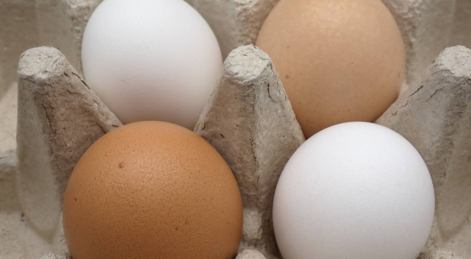 Jajka białe czy brązowe? Naukowcy rozstrzygnęli raz na zawsze