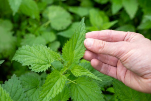 Detoks prosto z łąki. Teraz warto rwać, bo jest najcenniejsza