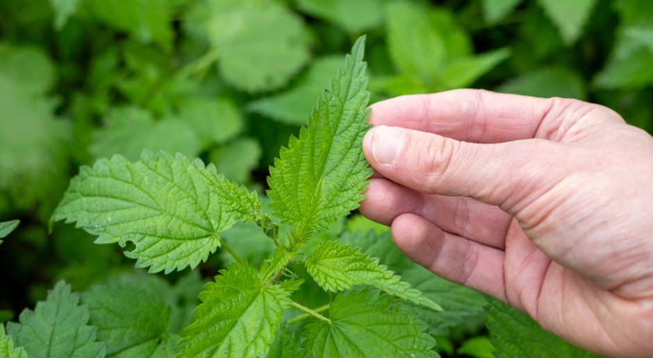 Detoks prosto z łąki. Teraz warto rwać, bo jest najcenniejsza