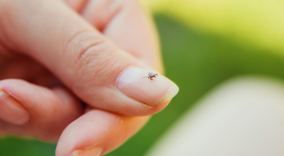 Jeden czynnik może osłabić kleszcze. Ekspertka wskazała granicę