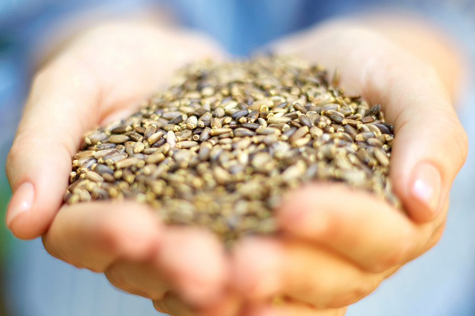 Paliwo dla wątroby. Regeneruje, może cofnąć stłuszczenie