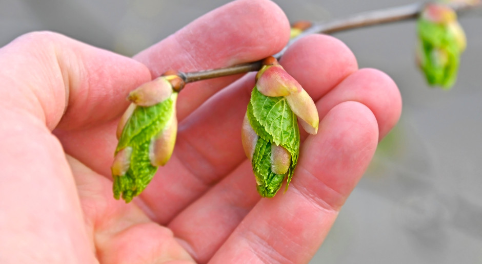 Witaminowa bomba prosto z drzewa. Rwij i jedz na zdrowie