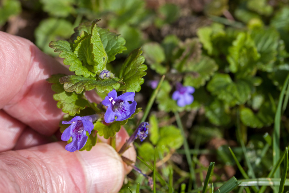 Żadne drogie przyprawy. Ten chwast masz za darmo: poprawia trawienie, świetnie smakuje