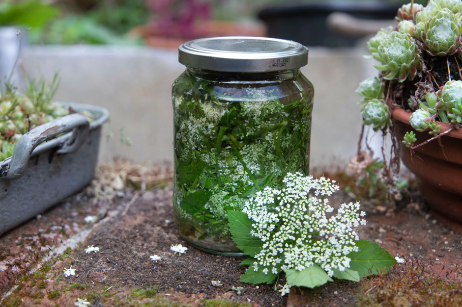 Polacy zwalczają, a lepiej zjeść. Ten chwast to balsam dla wątroby