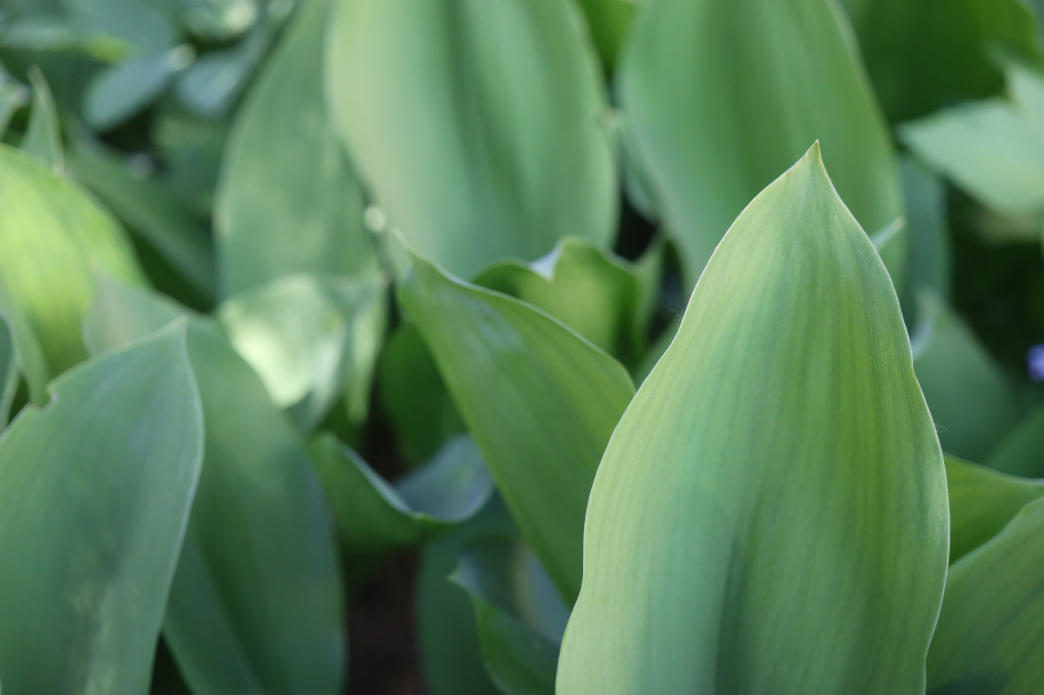 Śmiertelne zagrożenie. Ludzie mylą z czosnkiem niedźwiedzim
