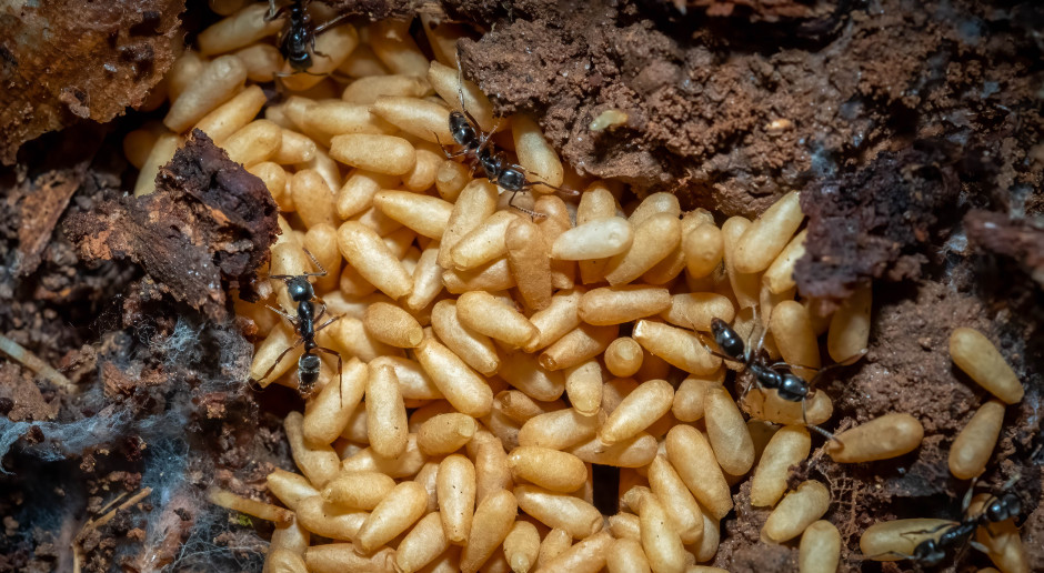 Groźne mrówki dotarły do Niemiec. Ból, reakcja alergiczna, a choćby wstrząs